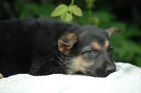 Pups $500, a female German Shepherd Dog for sale in Clover, VA – Photo 2 of 6