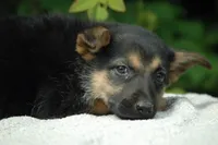 Pups $500, a female German Shepherd Dog for sale in Clover, VA – Photo 3 of 6