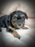 Shorkie Male 1, a male Shorkie for sale in Clover, VA – 2 of 8