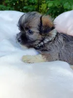Shorkie Female 7, a male Shorkie for sale in Clover, VA – 3 of 5