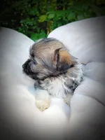 Shorkie Female 7, a male Shorkie for sale in Clover, VA – 5 of 5
