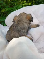 Shorkie Female 3, a female Shorkie for sale in Clover, VA – 6 of 6