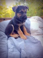 German Shepherd Male 2, a male German Shepherd Dog for sale in Clover, VA – 6 of 7