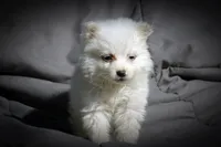 All Pups $600 Christmas Sale, a female American Eskimo for sale in Clover, VA – Photo 4 of 5