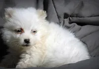 All Pups $600 Christmas Sale, a female American Eskimo for sale in Clover, VA – Photo 2 of 5