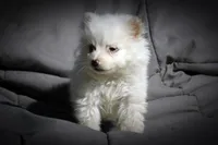 All Pups $600 Christmas Sale, a female American Eskimo for sale in Clover, VA – Photo 5 of 5