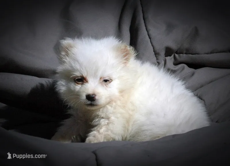 All Pups $600 Christmas Sale