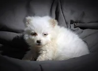 All Pups $600 Christmas Sale, a female American Eskimo for sale in Clover, VA – Photo 1 of 5