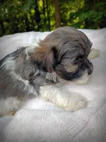 Shorkie Male 5, a male Shorkie for sale in Clover, VA – 4 of 7