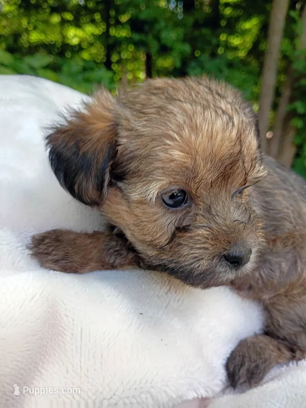 Shorkie Female 4 – Shorkie puppy for sale in Clover, VA