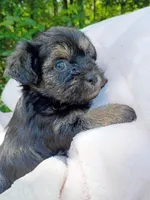 Shorkie Male 2, a male Shorkie for sale in Clover, VA – 2 of 7