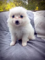 American Eskimo Male, a male American Eskimo for sale in Clover, VA – 2 of 5