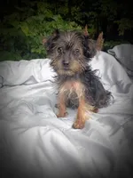 Rocky Male, a male Yorkshire Terrier for sale in Clover, VA – 2 of 4