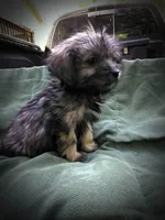 Shih Tzu Male, a male Shih Tzu for sale in Clover, VA – Photo 2 of 7