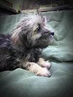 Shih Tzu Male, a male Shih Tzu for sale in Clover, VA – Photo 6 of 7