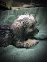 Shih Tzu Male, a male Shih Tzu for sale in Clover, VA – Photo 4 of 7