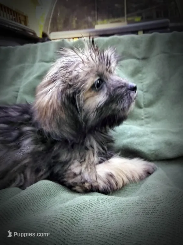 Shih Tzu Male – Shih Tzu puppy for sale in Clover, VA