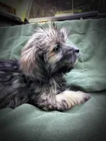 Shih Tzu Male, a male Shih Tzu for sale in Clover, VA – Photo 3 of 7