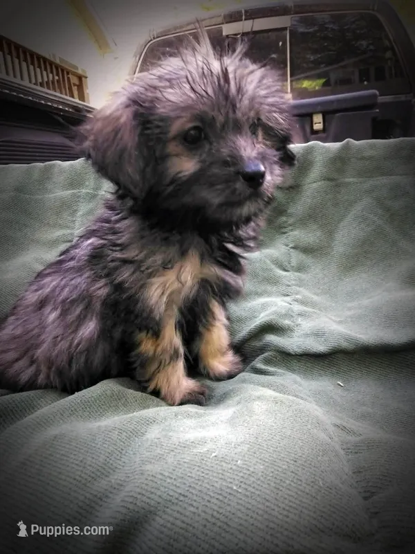 Shih Tzu Male, a male Shih Tzu for sale in Clover, VA – Photo 1 of 7