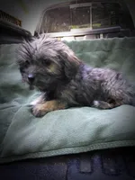 Shih Tzu Male, a male Shih Tzu for sale in Clover, VA – Photo 5 of 7