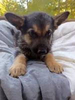 German Shepherd Male 1, a male German Shepherd Dog for sale in Clover, VA – 2 of 7