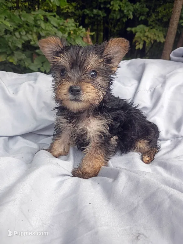 Baby Girl 3 – Yorkshire Terrier puppy for sale in Clover, VA