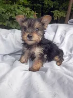 Baby Girl 3, a female Yorkshire Terrier for sale in Clover, VA – 1 of 1