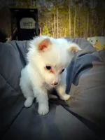 Pomimo 3, a female Pomimo for sale in Clover, VA – Photo 3 of 6