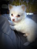 Pomimo 3, a female Pomimo for sale in Clover, VA – Photo 4 of 6