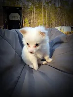 Pomimo 3, a female Pomimo for sale in Clover, VA – Photo 6 of 6