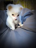 Pomimo 3, a female Pomimo for sale in Clover, VA – Photo 1 of 6