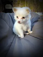 Pomimo 3, a female Pomimo for sale in Clover, VA – Photo 2 of 6