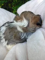 Shorkie Male 5, a male Shorkie for sale in Clover, VA – 6 of 7