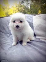 American Eskimo Male, a male American Eskimo for sale in Clover, VA – 3 of 5