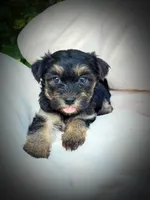 Shorkie Male 1, a male Shorkie for sale in Clover, VA – 6 of 8