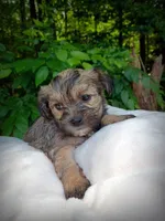 Shorkie Female 3, a female Shorkie for sale in Clover, VA – 4 of 6
