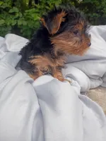 Baby Red 2 Male, a male Yorkshire Terrier for sale in Clover, VA – 4 of 5