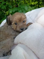 Shorkie Female 4, a female Shorkie for sale in Clover, VA – 5 of 6