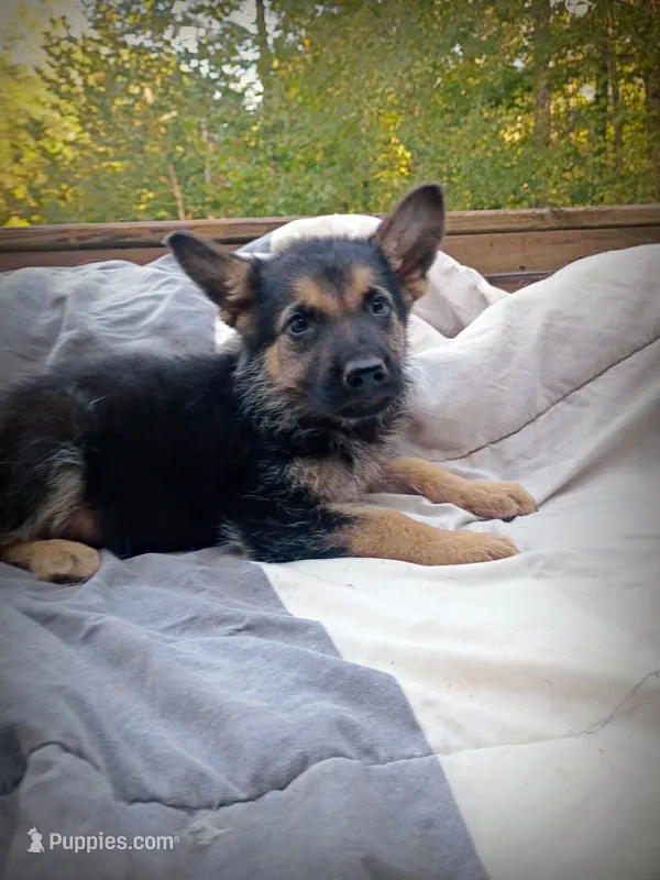 German Shepherd Male 1 – German Shepherd Dog puppy for sale in Clover, VA