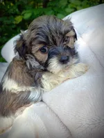Shorkie Male 5, a male Shorkie for sale in Clover, VA – 7 of 7