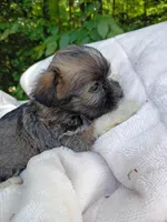 Shorkie Female 7, a male Shorkie for sale in Clover, VA – 2 of 5