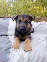 German Shepherd Male 2, a male German Shepherd Dog for sale in Clover, VA – 3 of 7