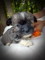 Shorkie Female 7, a male Shorkie for sale in Clover, VA – 4 of 5