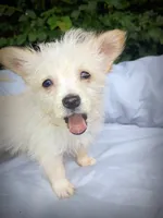 white shadow 1, a male American Eskimo and Coton de Tulear for sale in Clover, VA – 2 of 5