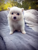 American Eskimo Male, a male American Eskimo for sale in Clover, VA – 5 of 5