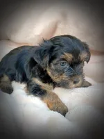 Shorkie Male 1, a male Shorkie for sale in Clover, VA – 5 of 8