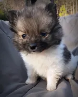 Pomimo 1, a male Pomimo for sale in Clover, VA – Photo 1 of 5