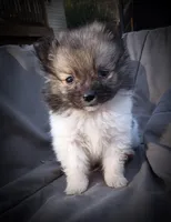 Pomimo 1, a male Pomimo for sale in Clover, VA – Photo 3 of 5