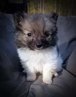 Pomimo 1, a male Pomimo for sale in Clover, VA – Photo 4 of 5