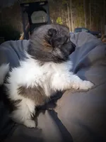 Pomimo 1, a male Pomimo for sale in Clover, VA – Photo 5 of 5